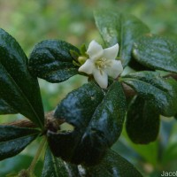 Ehretia microphylla Lam.